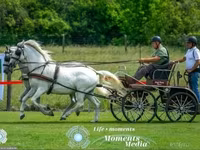 Madyan, Lipizzaner — foto 1