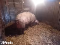 母猪, Pigs — 照片 4