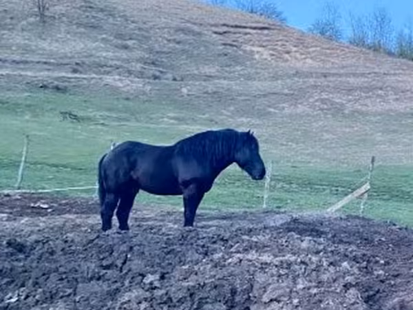 حصان, Kabardian horse