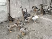 Ducks — foto 2