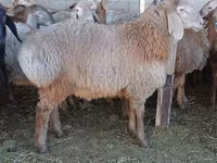 Carneiro, Arashan sheep — foto 4