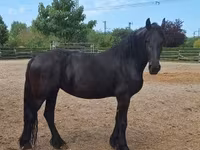 Kanca, Friesian — 1. fotó