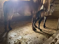 Kanca, Kazakh horse — 2. fotó