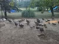 Guinea fowl — 6-сурет