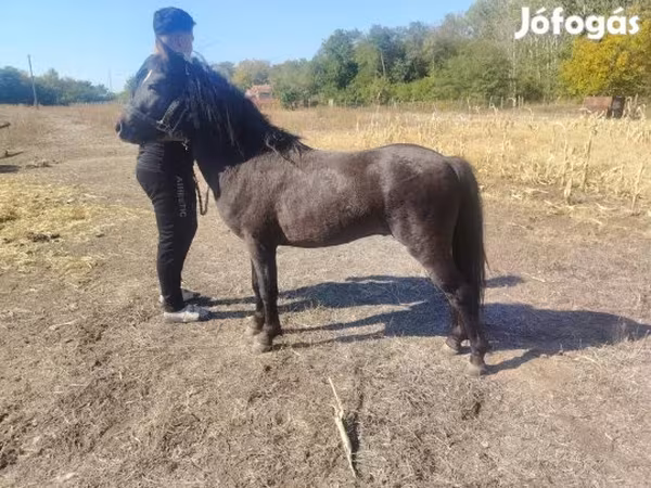 Caballo, Caballos