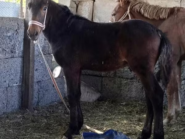 Koń, Kazakh horse