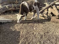 Buğa, Holştin irqi — foto 6