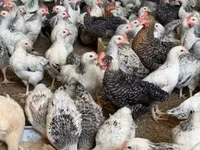 Chickens — foto 2