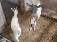 公山羊, Dutch Landrace goats — 照片 2
