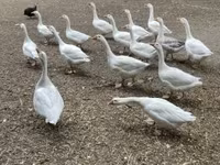 Geese — الصورة 1
