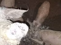 Pigs (batch, sex not specified), Мангалица — photo 1