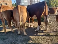 गाय, लिमोज़िन गाय — फ़ोटो 3