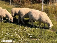 كبش, الأغنام — الصورة 6