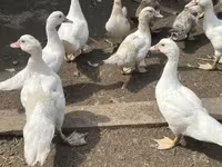 Ducks — الصورة 3
