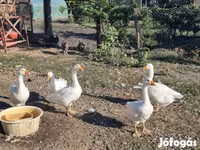Geese — الصورة 2