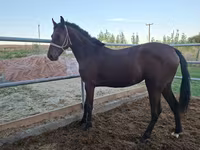 Klisna, Kazakh horse — foto 1