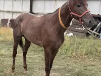 Hing, Arabian horse — 7. fotó