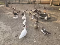 Ducks — foto 2
