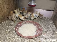 Chickens — 照片 2