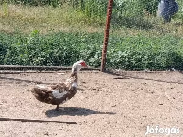 Утки