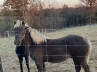Hing, Rocky Mountain Horse — 6. fotó