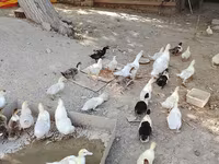 pato criollo doméstico — foto 6