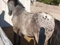 Hing, Appaloosa — 2. fotó
