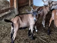 Kozel, Nubian Goat — foto 1