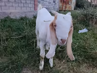 बकरा, Gulabi goats — फ़ोटो 1