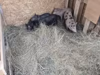 Pigs (batch, sex not specified), Дюрок — photo 2