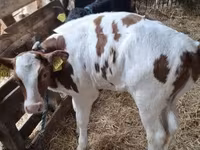 Krowa, Simmental cattle — zdjęcie 8