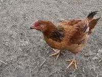 Chickens — foto 1