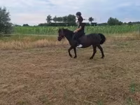 Jument, Chevaux — photo 1