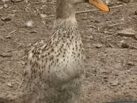 Geese — الصورة 8