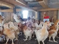 Chickens — الصورة 2