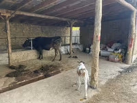 Vaca, Swiss cattle — foto 1