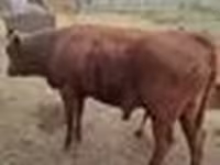 Toro, Vaca de estepa roja — foto 3