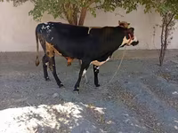 ثور, Russian Black pied cattle — الصورة 6