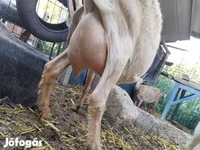 Nőstény kecske, Saanen goat — 3. fotó