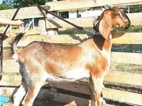 Nőstény kecske, Nubian Goat — 1. fotó