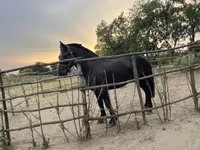 Horse (M), Horses — photo 4
