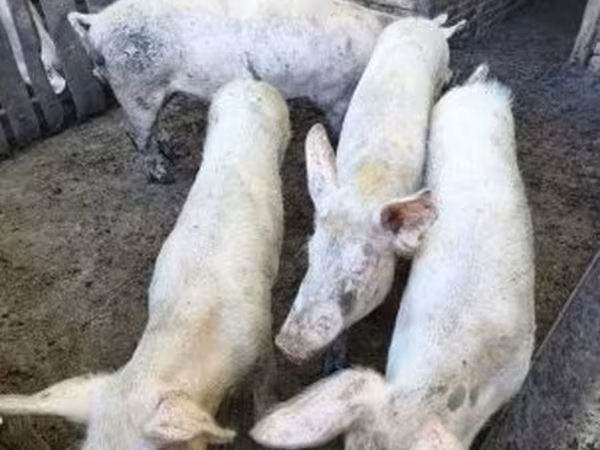 公猪, Pigs — 匈牙利