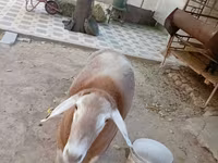 Kos, Arashan sheep — 7. fotó