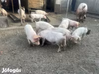 सूअर (लॉट, लिंग निर्दिष्ट नहीं), सूअर — फ़ोटो 3