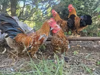 Chickens — 2-сурет