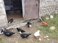 Hausente — Foto 5