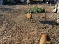 Juh, Cameroon sheep — 2. fotó