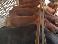 Tehén, Simmental cattle — 1. fotó