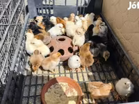 Chickens — foto 1