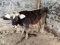 Bull, Cattle — photo 3